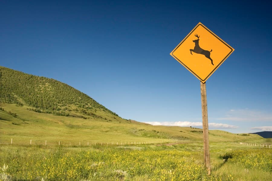 Oh Deer. Possibly The Most Ridiculous Call to a Radio Station Ever Placed