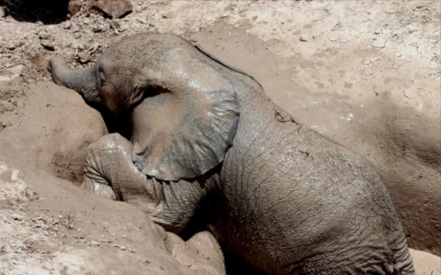 Baby Elephant Trapped In A Well Is Rescued By Some Caring Conservationists in an Amazing Video