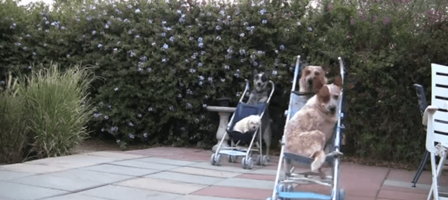 Check Out These Racing Pooches Who Had Us In Stitches!