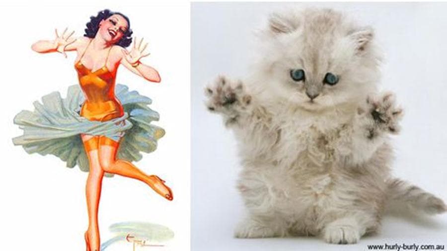 Miaow! These Furry Felines Look Awfully Familiar