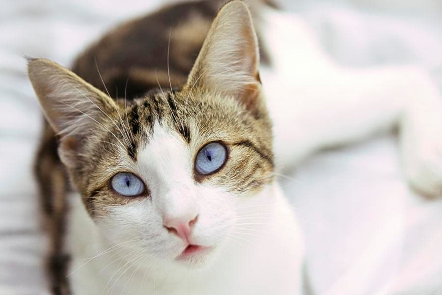 TV Cat Under House Arrest Due to Purr Behaviour
