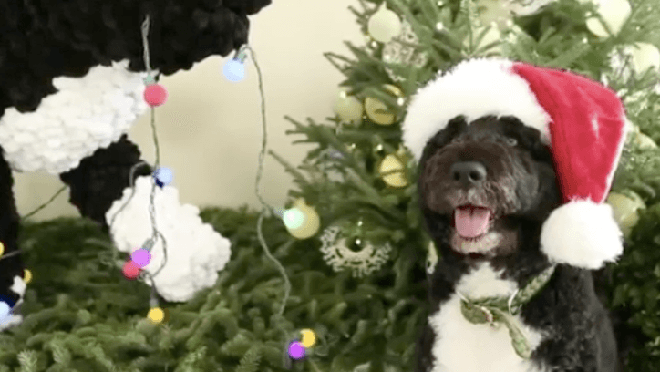 Obama Family Dog Checks Out The White House Christmas Decorations