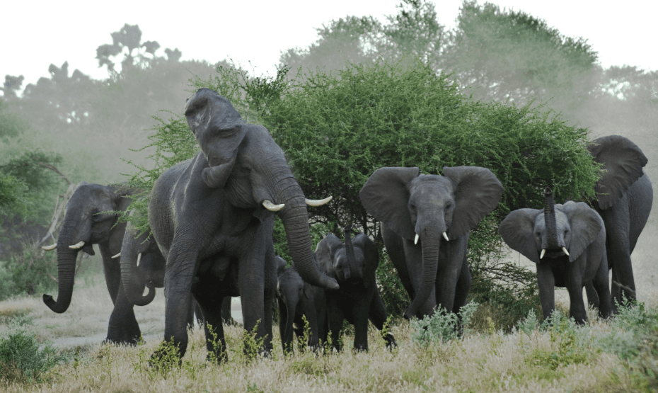 Dumbo Move, Bro. Drunken Elephants Go On The Rampage in India