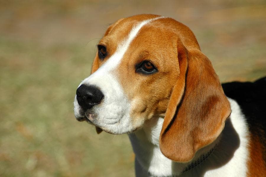 Social Media Saves Family From Heartache in Their Search For Missing Dog Called Buddy