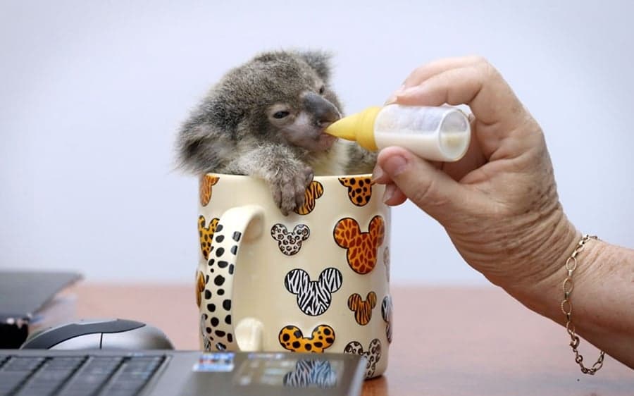 Meet Raymond: Cute Baby Koala Goes Viral After Picture of Him Surfaces Online