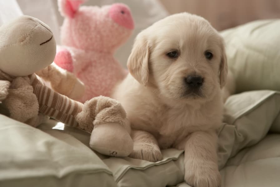 Puppy Love: University Creates A Puppy Room To Ease Stress During Exam Time