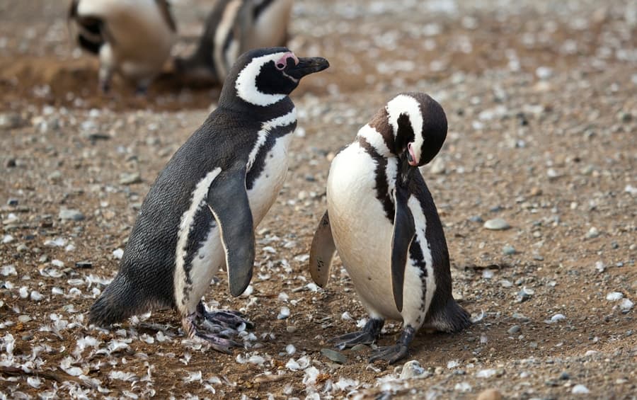 Who Said True Love Was Dead? Penguin Couple Sticks Together for 16 Years