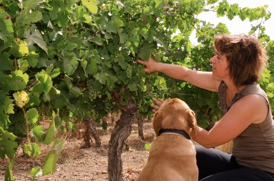 Wine Of The Week: 2011 Domaine Felines Jourdan