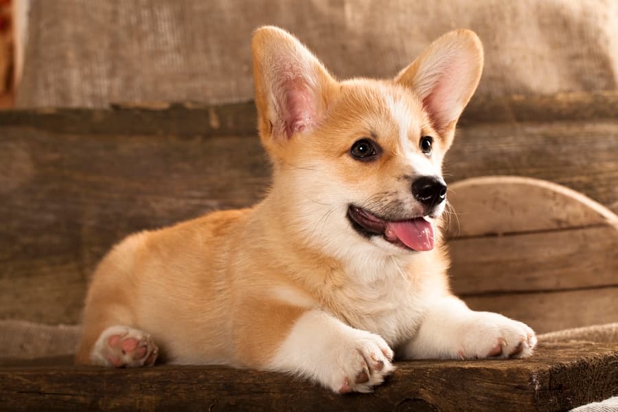 Meet Trinket, The Puppy Who Doesn’t Know How to Use a Stairs
