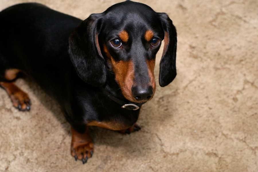 VIDEO: Scientists Help Paralysed Dogs Walk Again