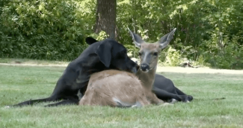 VIDEO: Friends Come in All Shapes and Sizes – Meet Kate & Pip, the Dog and Deer Besties