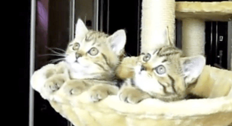 VIDEO: Kittens Watch Tennis. (Yes, That’s All – But It’s Funny, OK?!)