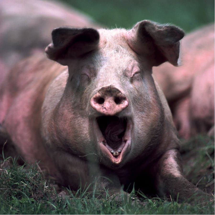 Video: Chubby Chinese Pigs Learn To Dive