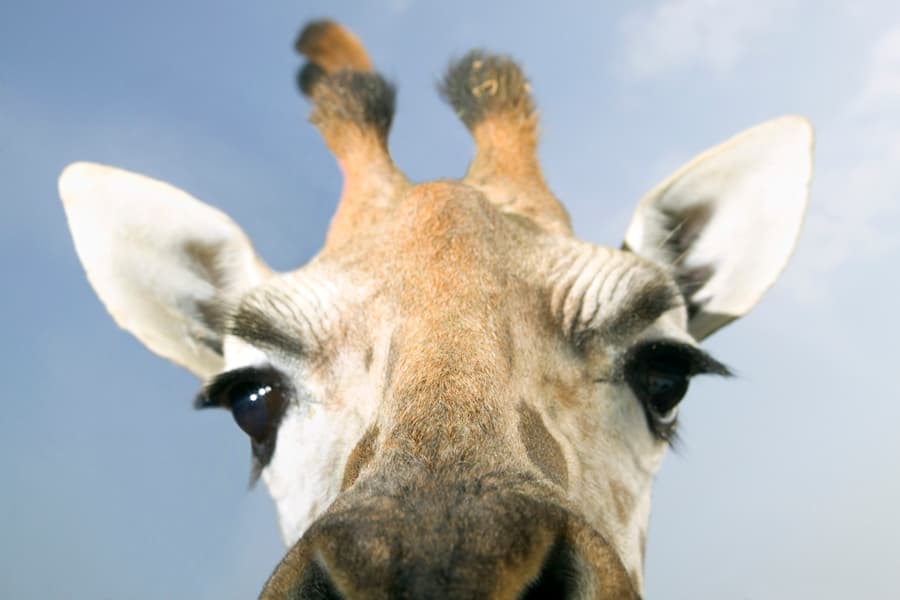 Man Dressed As Giant Giraffe Carries Out Random Acts of Kindness