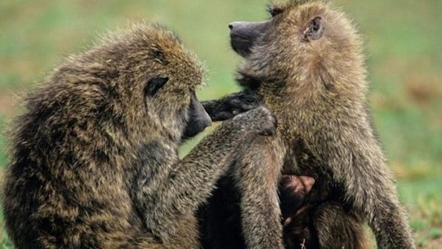 VIDEO: Two Baboons Go Ape For Each Other on Car Bonnet