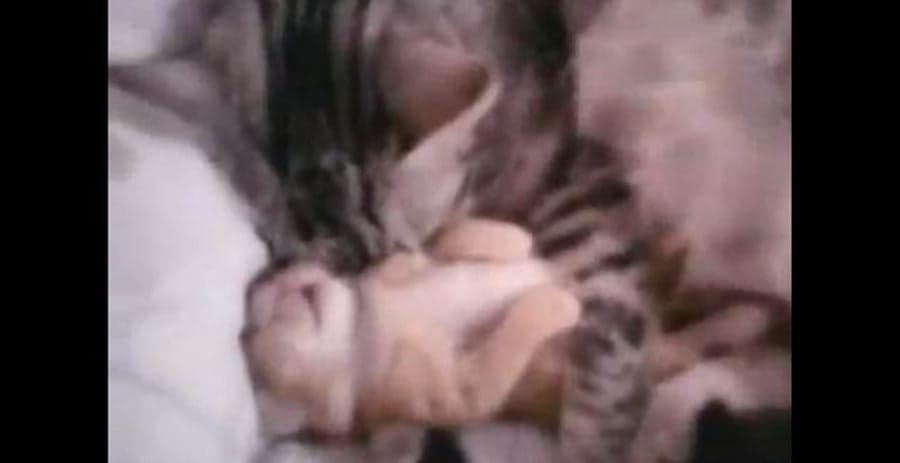 VIDEO: Cat Hugs Kitten Having Nightmare