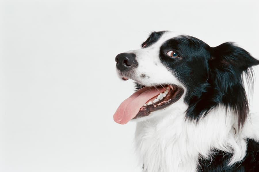 “A Guardian Angel in Fur” Dog Saves Toddler’s Life By Leading Rescuers To Him