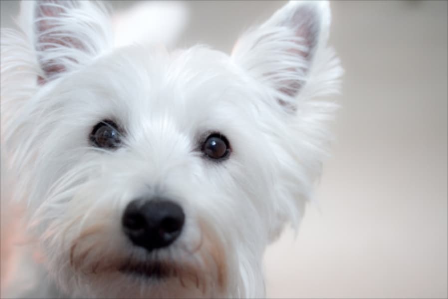 Goodbye Rex, Spot And Scamp! 2012’s Most Popular Doggie Names Revealed!