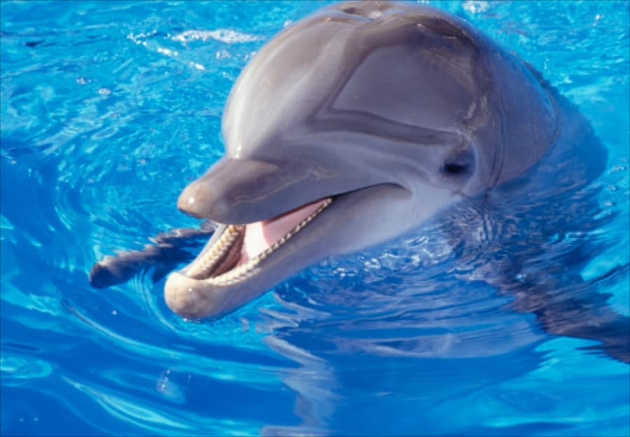 VIDEO: Swimming With Dolphins Is Officially Off Our Bucket List