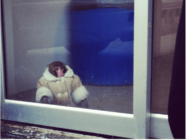 Monkey Business! We Wouldn’t Have Pegged Him As A Potential Fashion Star