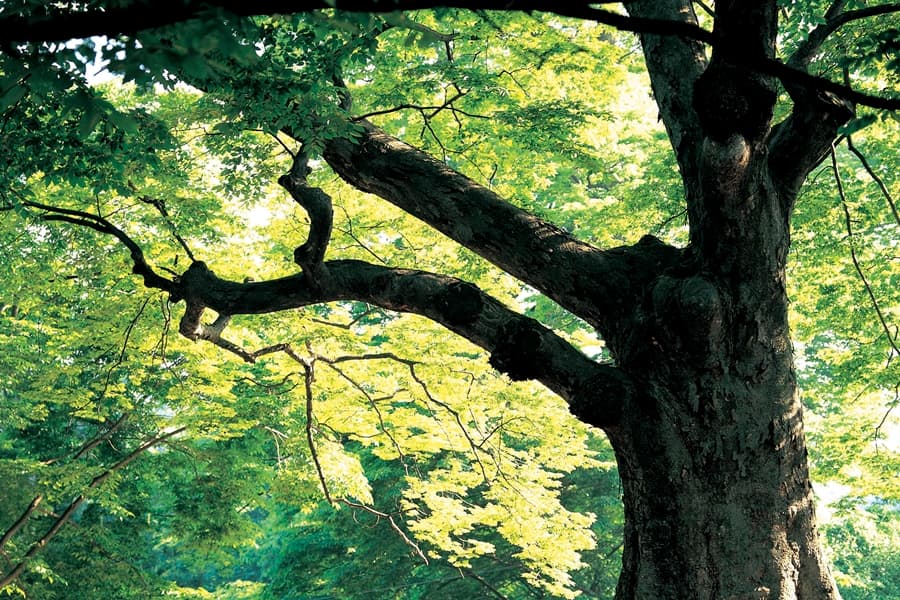 Bark-ing Mad? Man Lives in Tree For 9 Months After His Wife Cheats On Him