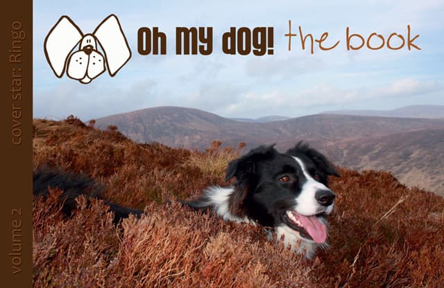 Not So Mutt-Ugly – Gorgeous Irish Dogs Become Cover Stars