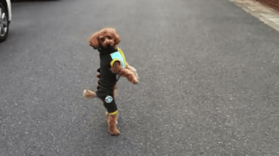“You Coming With Me?!” The Poodle Who Could Run Like A Human