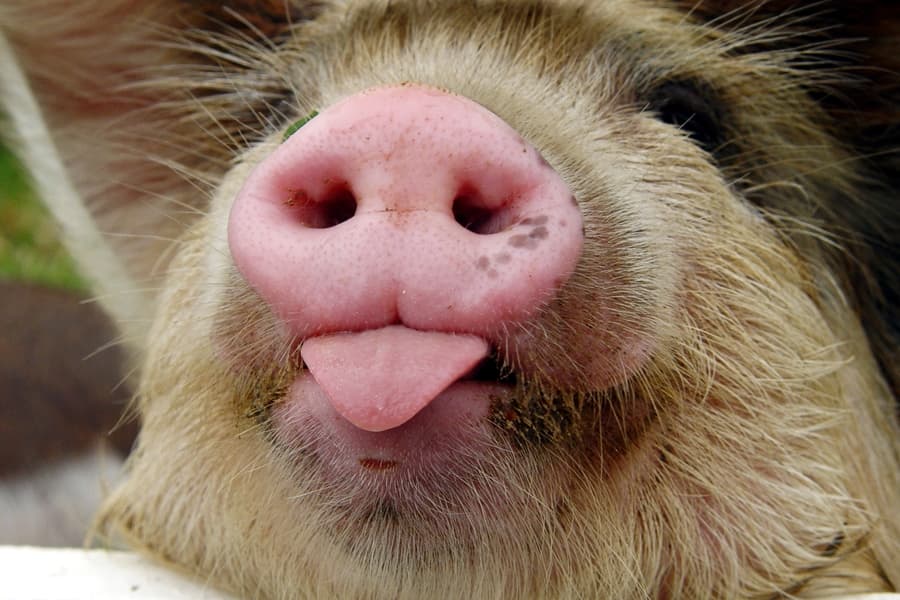 What Do You Get When You Cross Instagram With Pictures of Pigs?