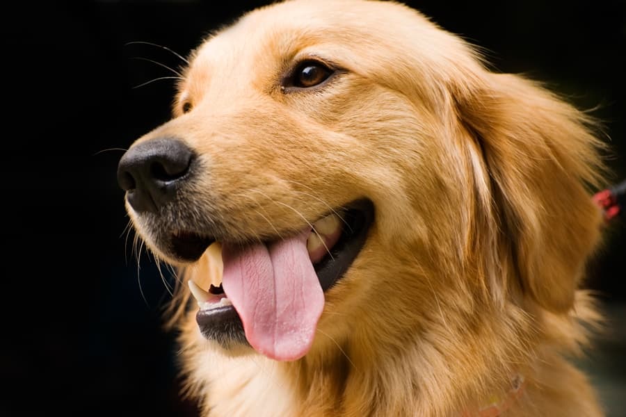 Paws of Love: Charities Send Dogs to Comfort the Survivors of Newtown