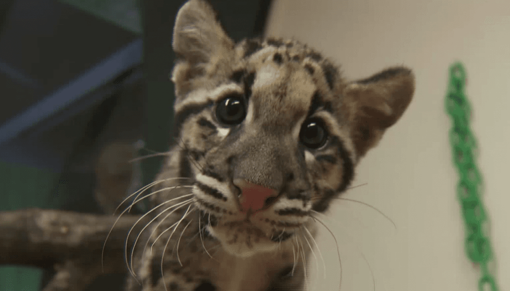 Tired Panda, Playful Leopard Cubs, A Friendly Beaver and A Very Polite Cat – The Week in Adorable Videos