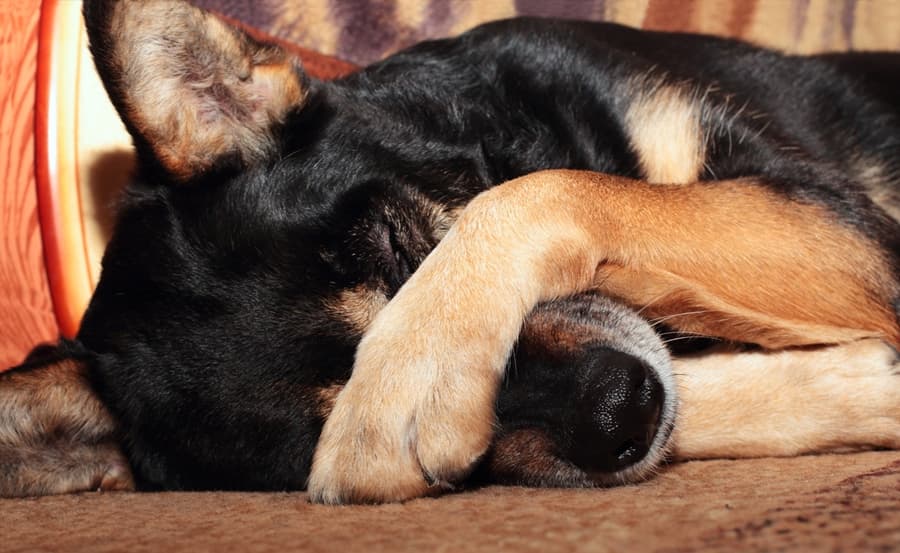 One Local Council Has Come Up With The Most Bizarre Way Of Forcing People To Clean Up After Their Dogs