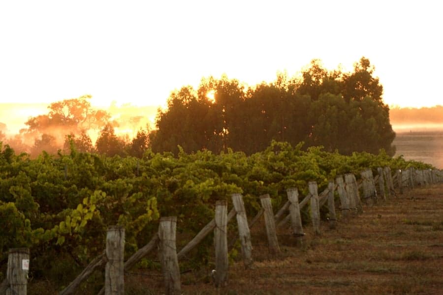 Wine Of The Week: Alkoomi Chardonnay