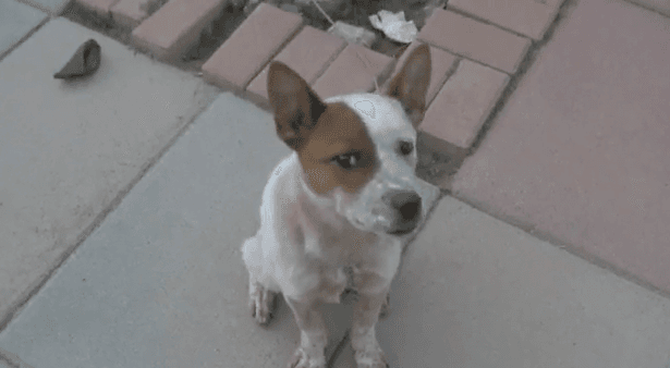 VIDEO: Adorable Dog Is Convinced Dodgy Noises are Coming From His Body…