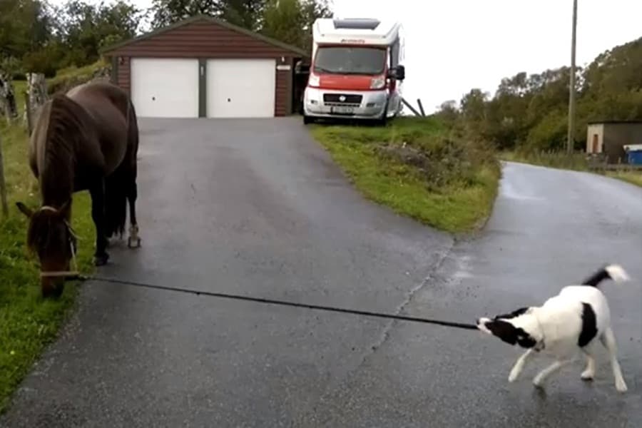 Horsing Around: Dog Decides to Take a Pony For a Walk By Himself