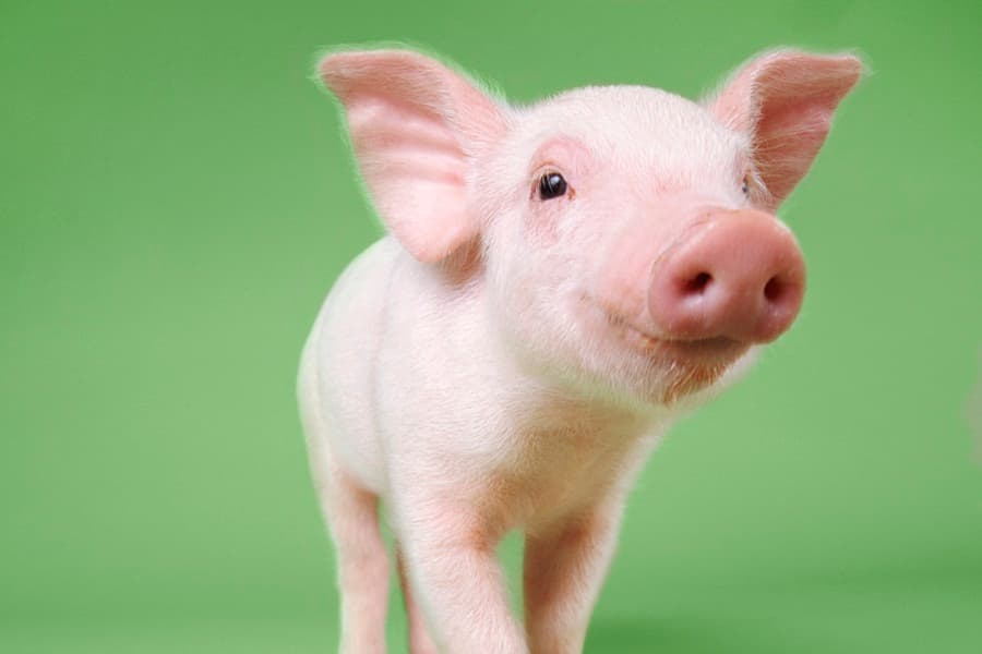 Harry Potter’s Wand, a Pig & Breast Implants: The Weirdest Things Left in Hotel Rooms Last Year