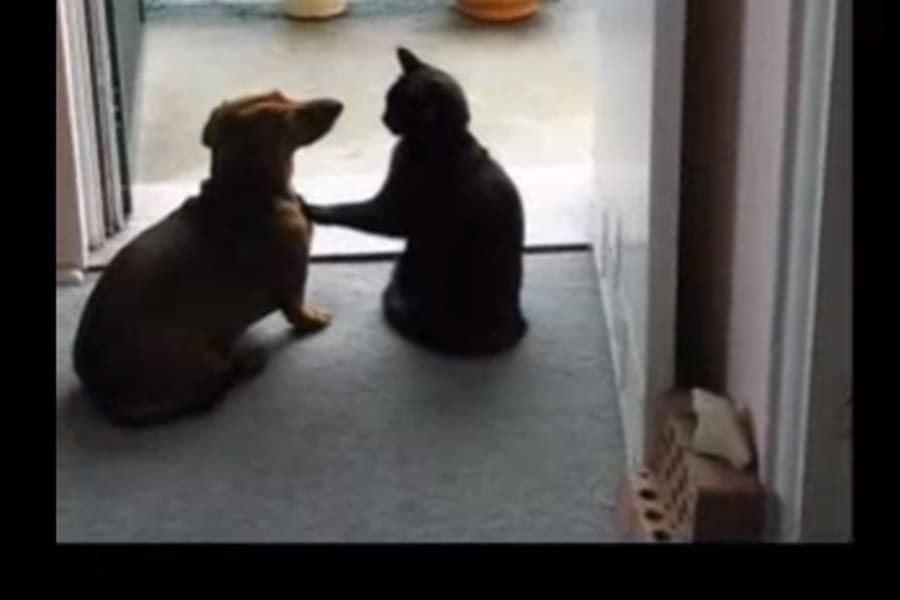 “Calm Down!” Cat Puts Dog Firmly In Its Place