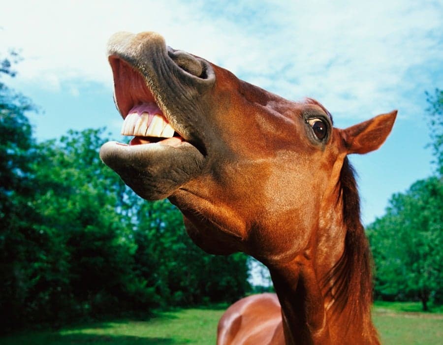 Ba-Dum-Dum-Ttssh!! Twitter Goes Mad For Horse Meat… And We’ve Reigned In The Best Puns