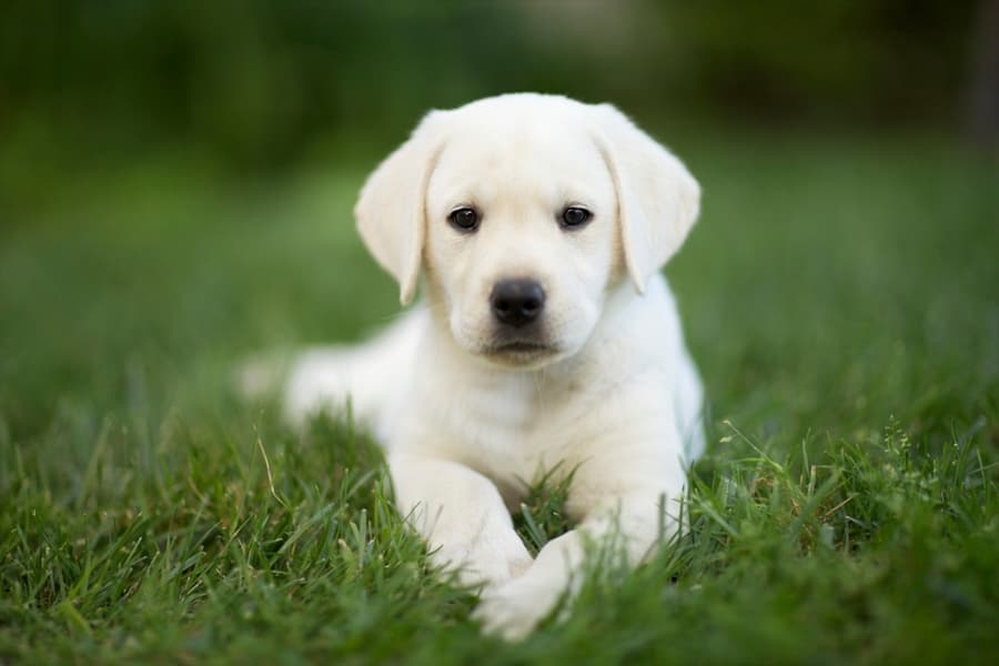 I Can’t Work The Stairs! Puppy Gets Stuck, Needs Another Puppy To Help Her Out