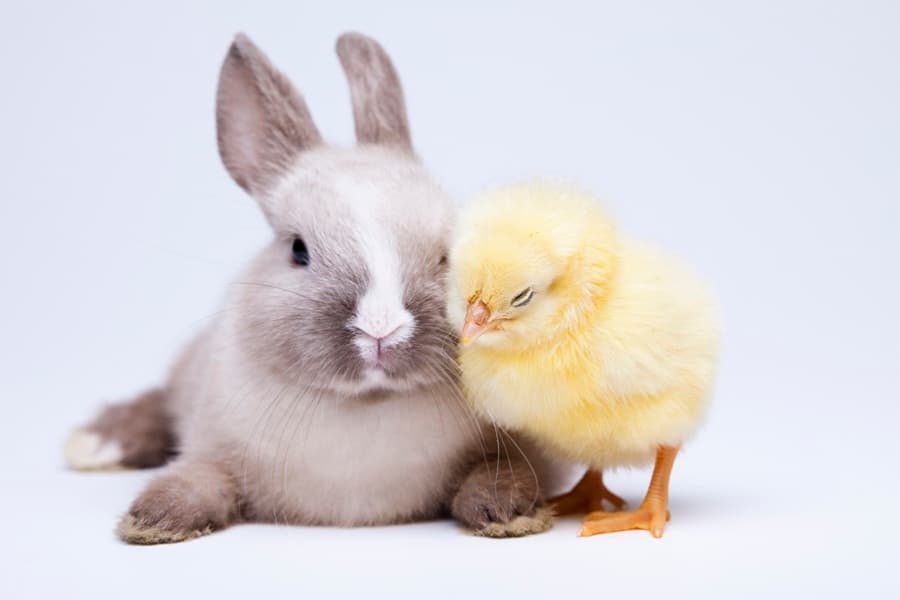 “You’re So Cute I Just Want To Eat You!!!” Are You Suffering From Cute Aggression?