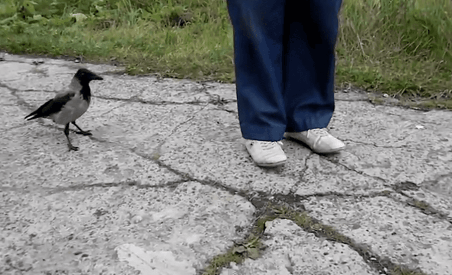 We’re Watching The Smartest Crow In The World: This Little Birdie Has A Plan… And It’s Gone Viral