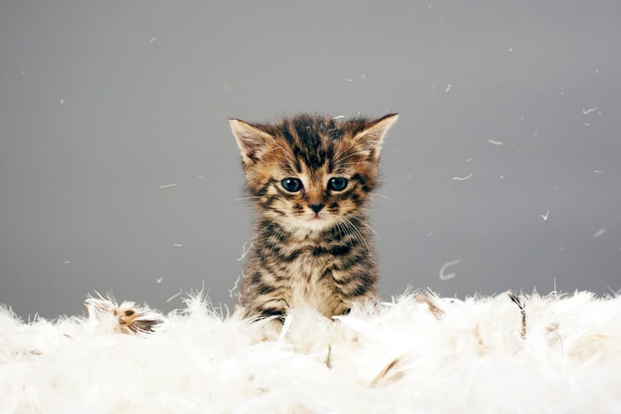 No Kittens Allowed: Man Wants To Completely Rid New Zealand of Cats