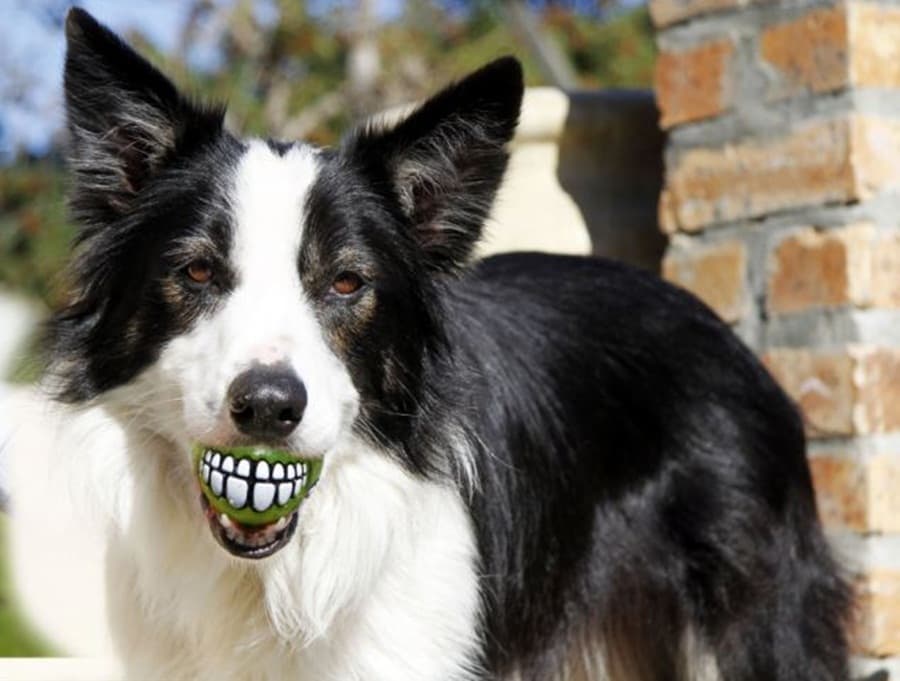The Dog Toy That Will Make You Become Obsessed With “Fetch”