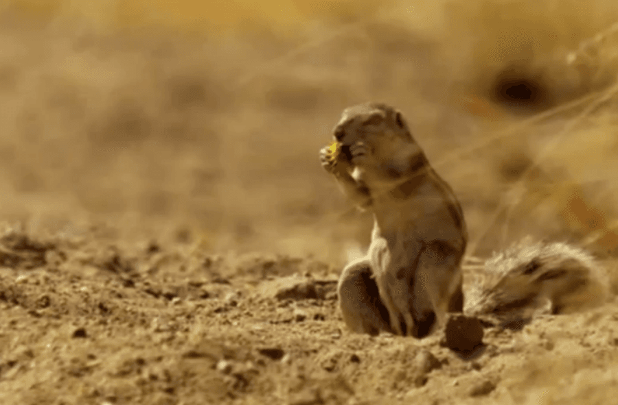 VIDEO: One Squirrel’s “Oh Fuc*” Moment When He Realises He Has Company