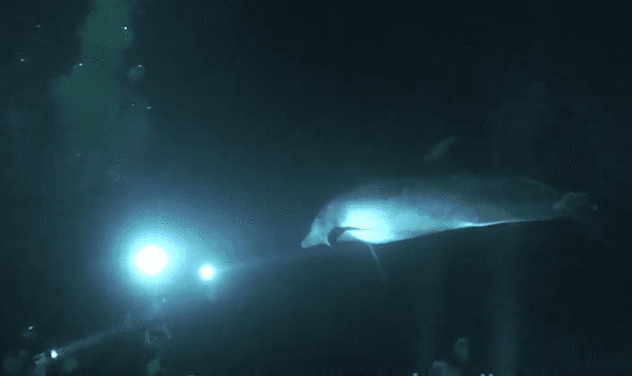 He’s A Friend In Need: Dolphin Joins Divers Looking For Help…