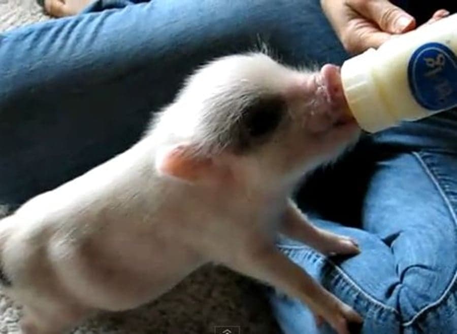 Hamlet: the Most Excitable and Cutest Mini Pig Ever