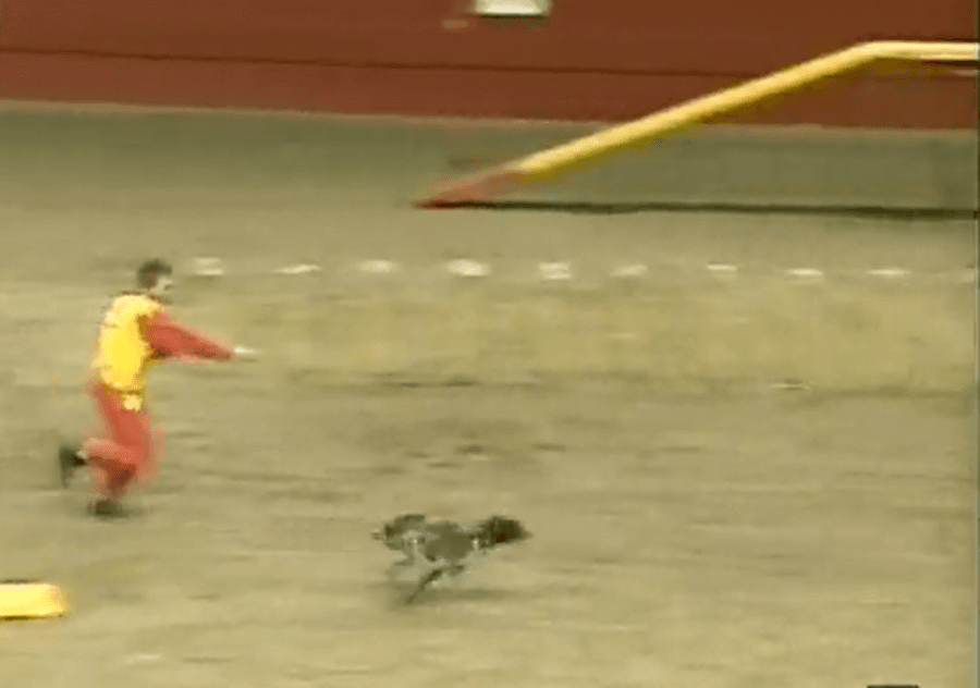 Zoooom! Blink And You’ll Miss Him… The Fastest Dog In The Universe