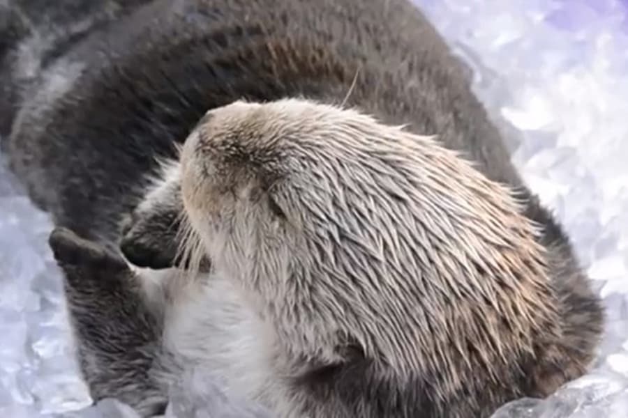 He Shoots, He Scores! Meet Eddie, The Otter Who Can Play Basketball