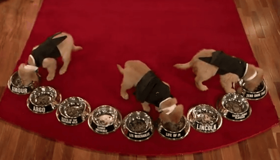 If Only Puppies Could Vote… These Little Guys Predict The Oscar’s Best Film Winner