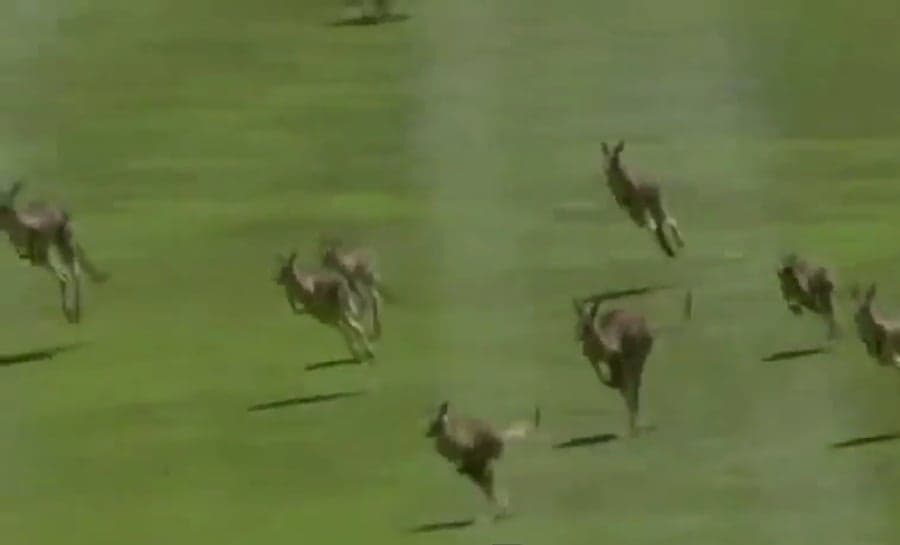 Off For A Leisurely Bounce! Oz Women’s Open Is Stormed By A Group Of Unlikely Fans