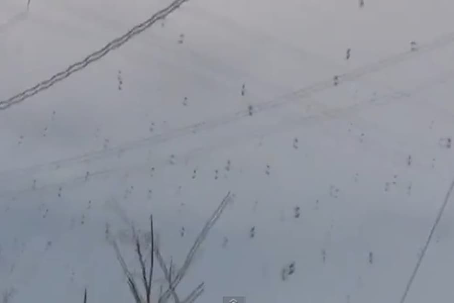 You’ll Never Complain About The Weather Again: It’s Raining Spiders in Brazil